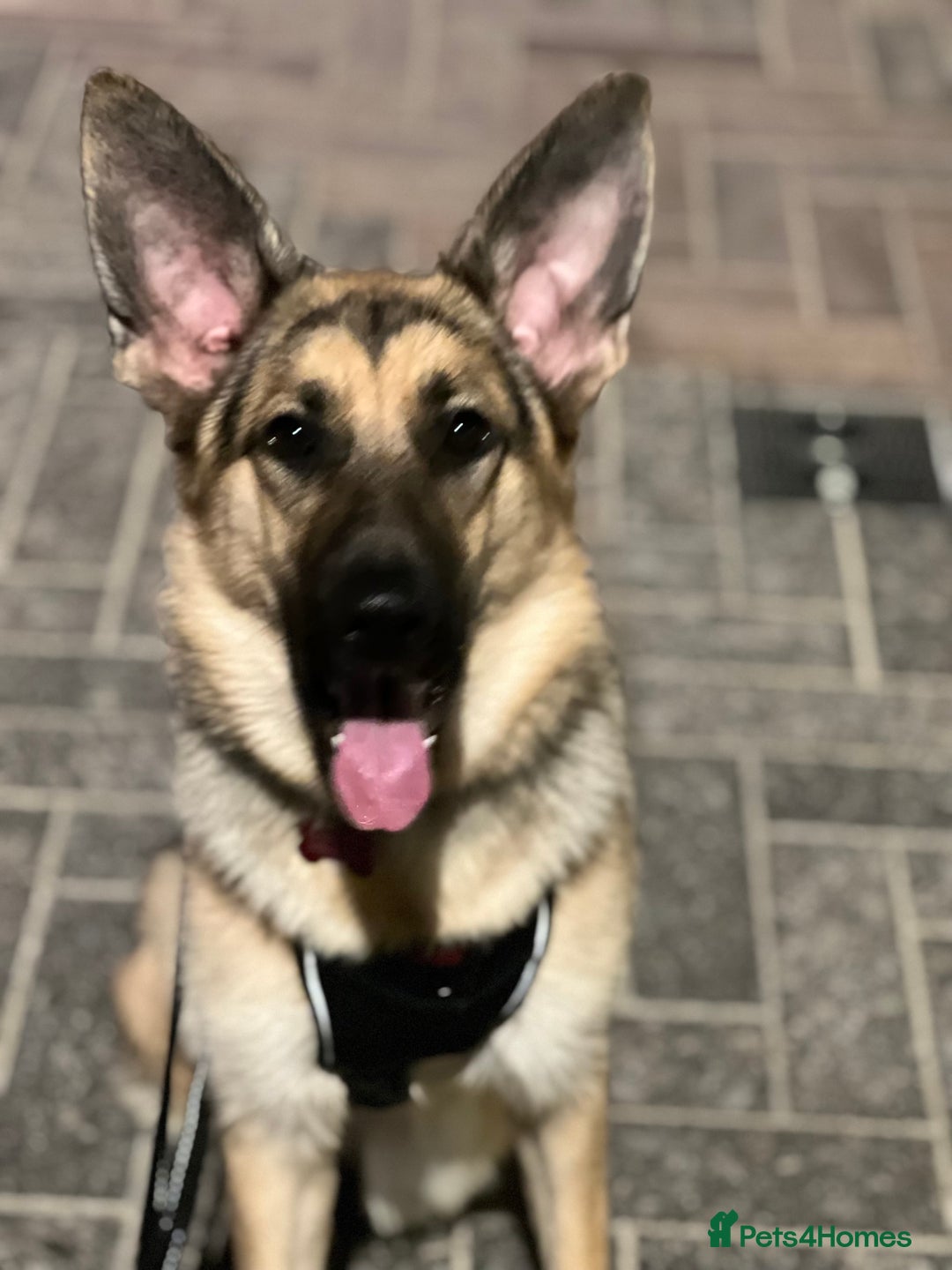 German Shepherd dogs for sale: German shepherd - Image 1