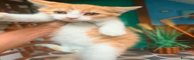 British Shorthair 2