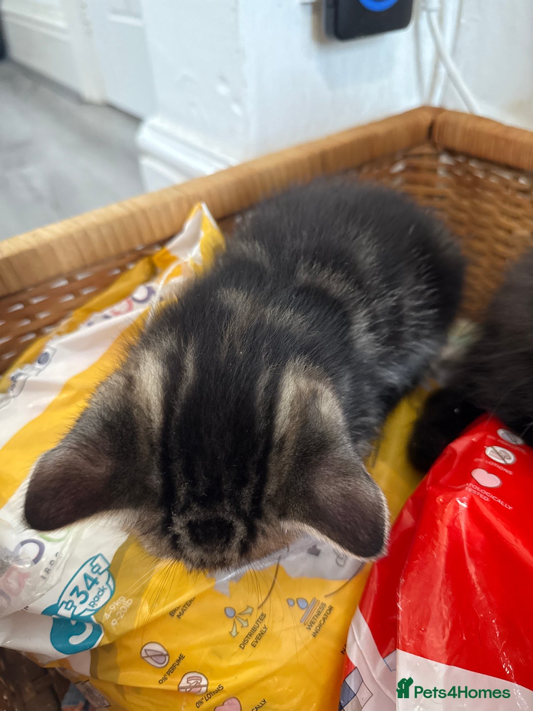 Domestic Shorthair cats for sale: Kittens looking for a loving home  - Advert 10