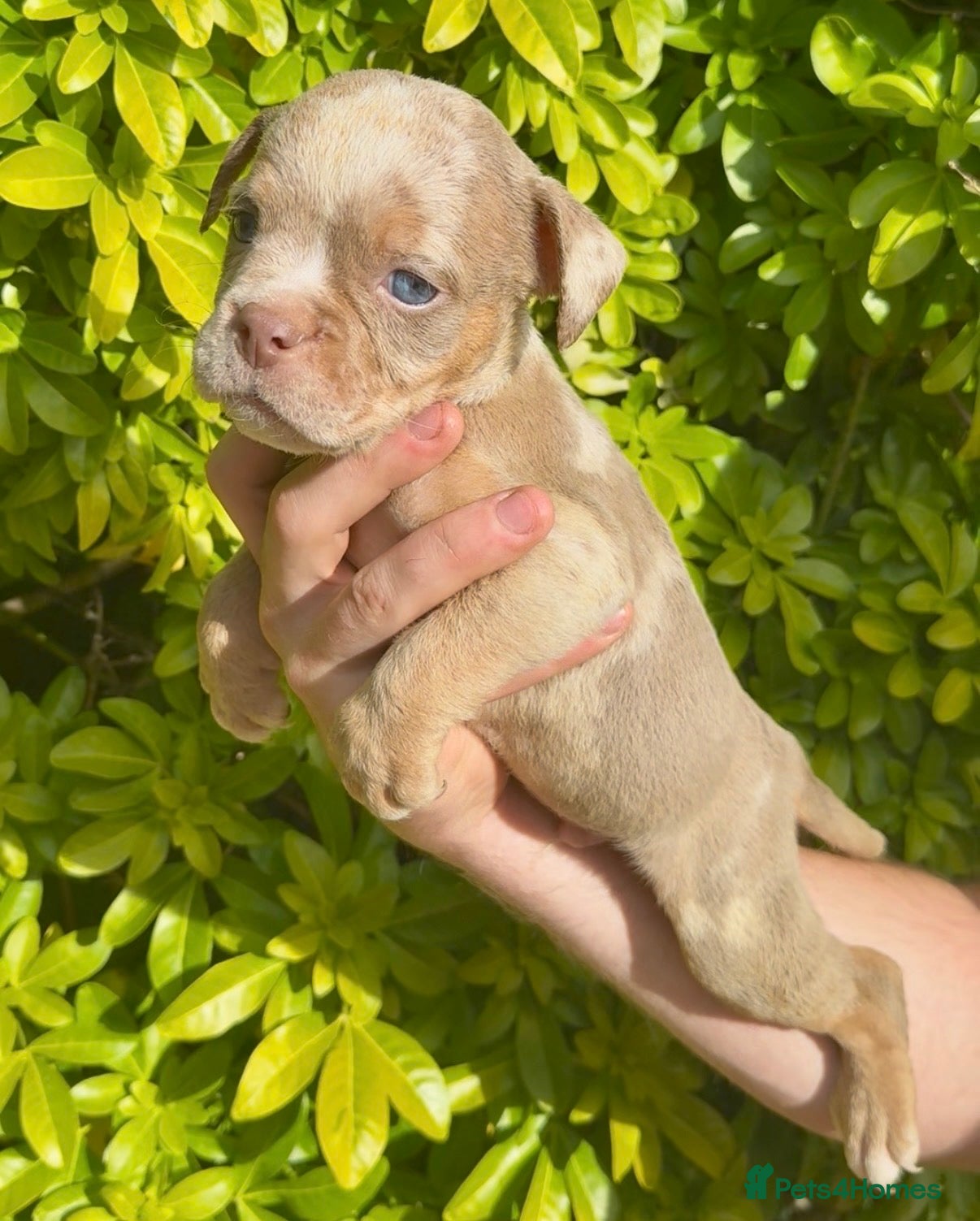 Olde English Bulldogge dogs 7 old tyme bulldog puppies available  - Advert 2