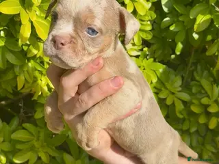 Olde English Bulldogge dogs 7 old tyme bulldog puppies available - Advert 2