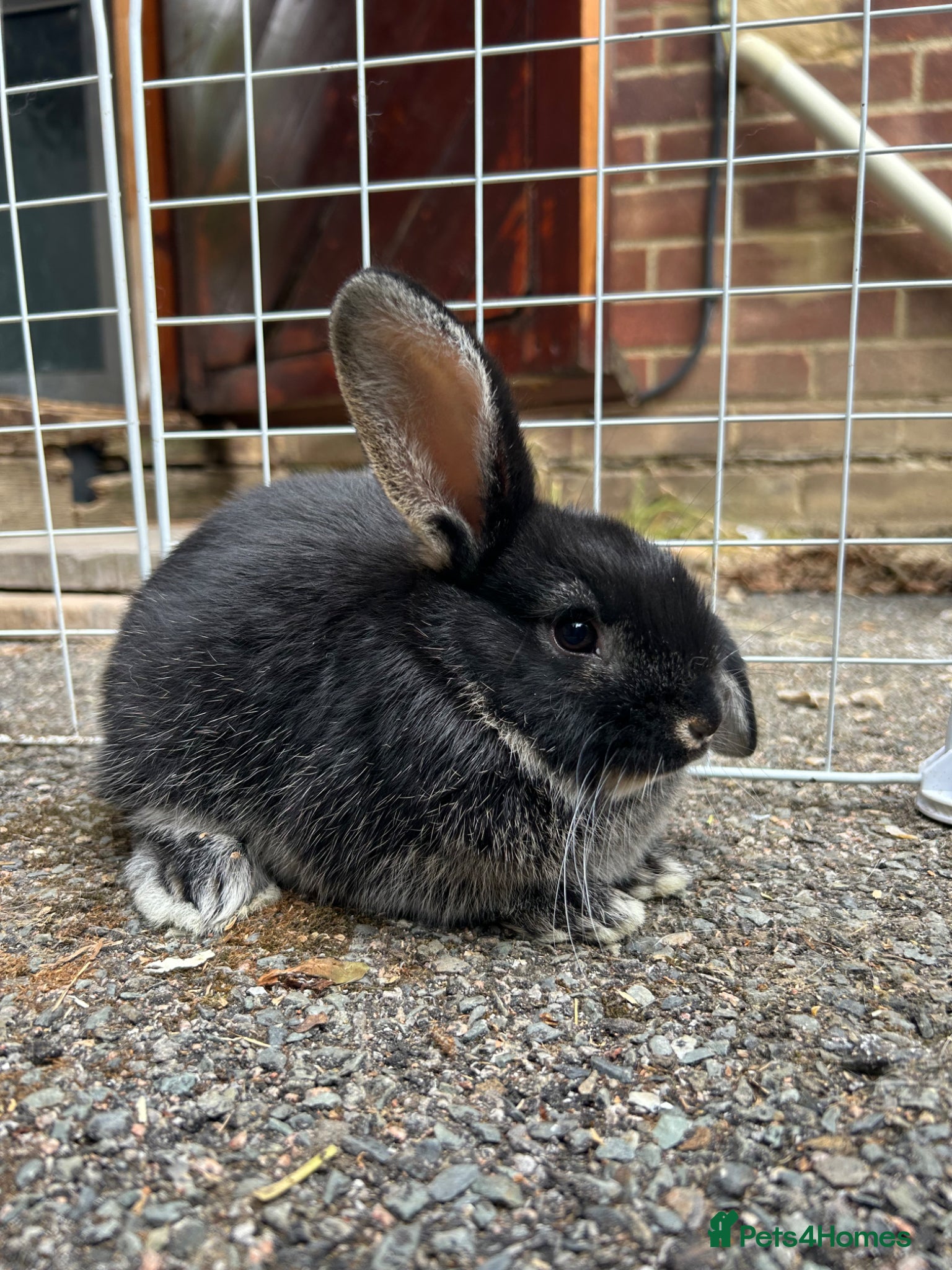 Mixed Breed rabbits for sale: 2 male English x lop rabbits  - Advert 6