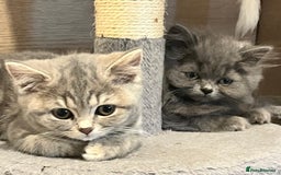 British Shorthair cats for sale: British shorthair x Persian  - Image 5