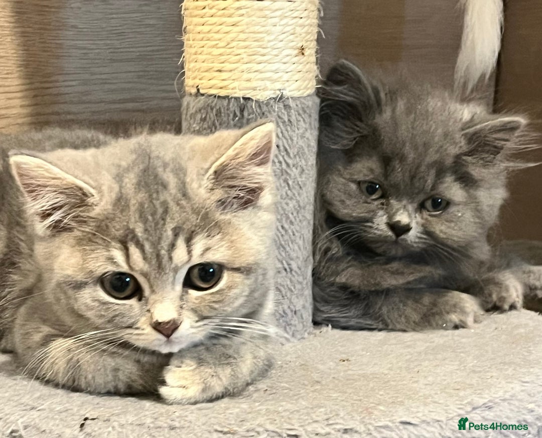 British Shorthair cats for sale: British shorthair x Persian  - Image 5