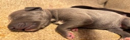 Whippet dogs for sale: Beautiful KC registered Whippet puppies - Advert 3