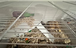 Hamster rodents for sale: Young male Russian dwarf hamster and cage - Image 3