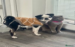 Pug dogs for sale: Stunning Puppy Unique Blue Eye Very Loving - Image 10