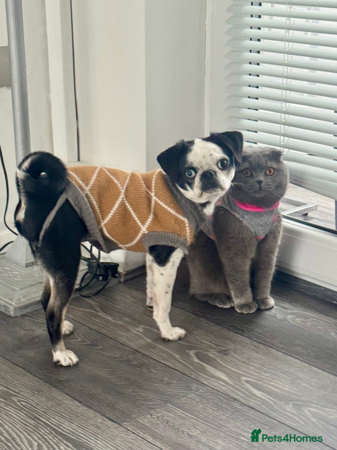 Pug dogs for sale: Stunning Puppy Unique Blue Eye Very Loving - Image 10