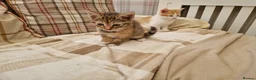 Mixed Breed cats for sale: Sweet female Tabby kitten - Advert 12