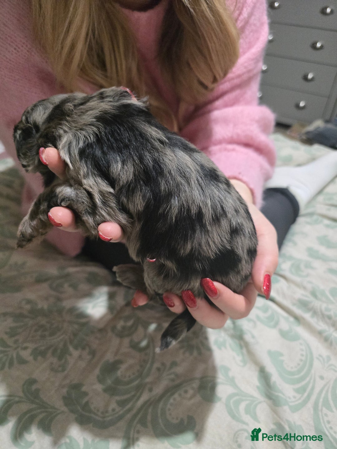 Miniature Poodle dogs for sale: Miniture poodles for sale 2 girls 2 boys - Advert 6