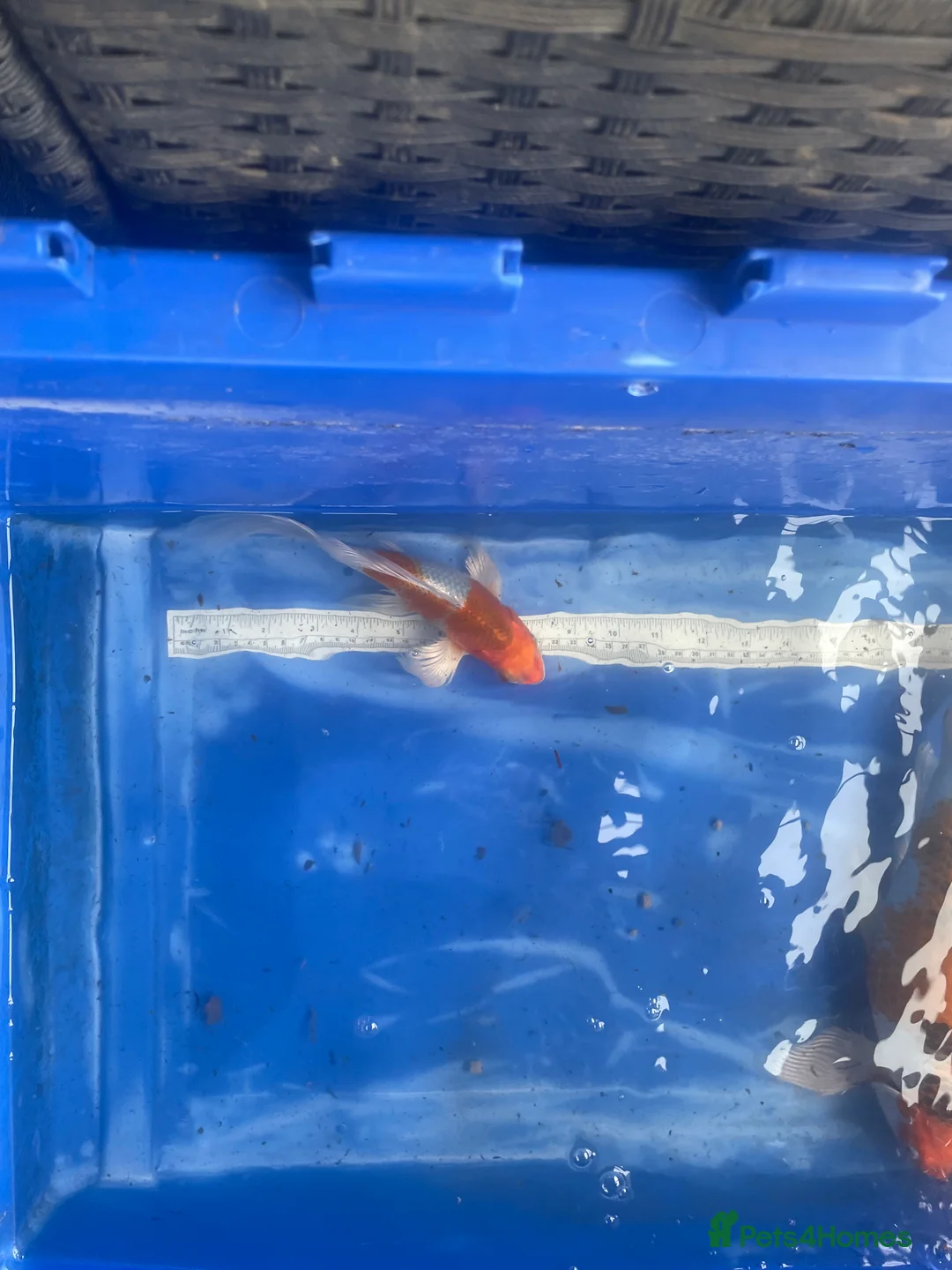 Koi Carp fish for sale: Koi carp and butterfly koi  - Advert 19