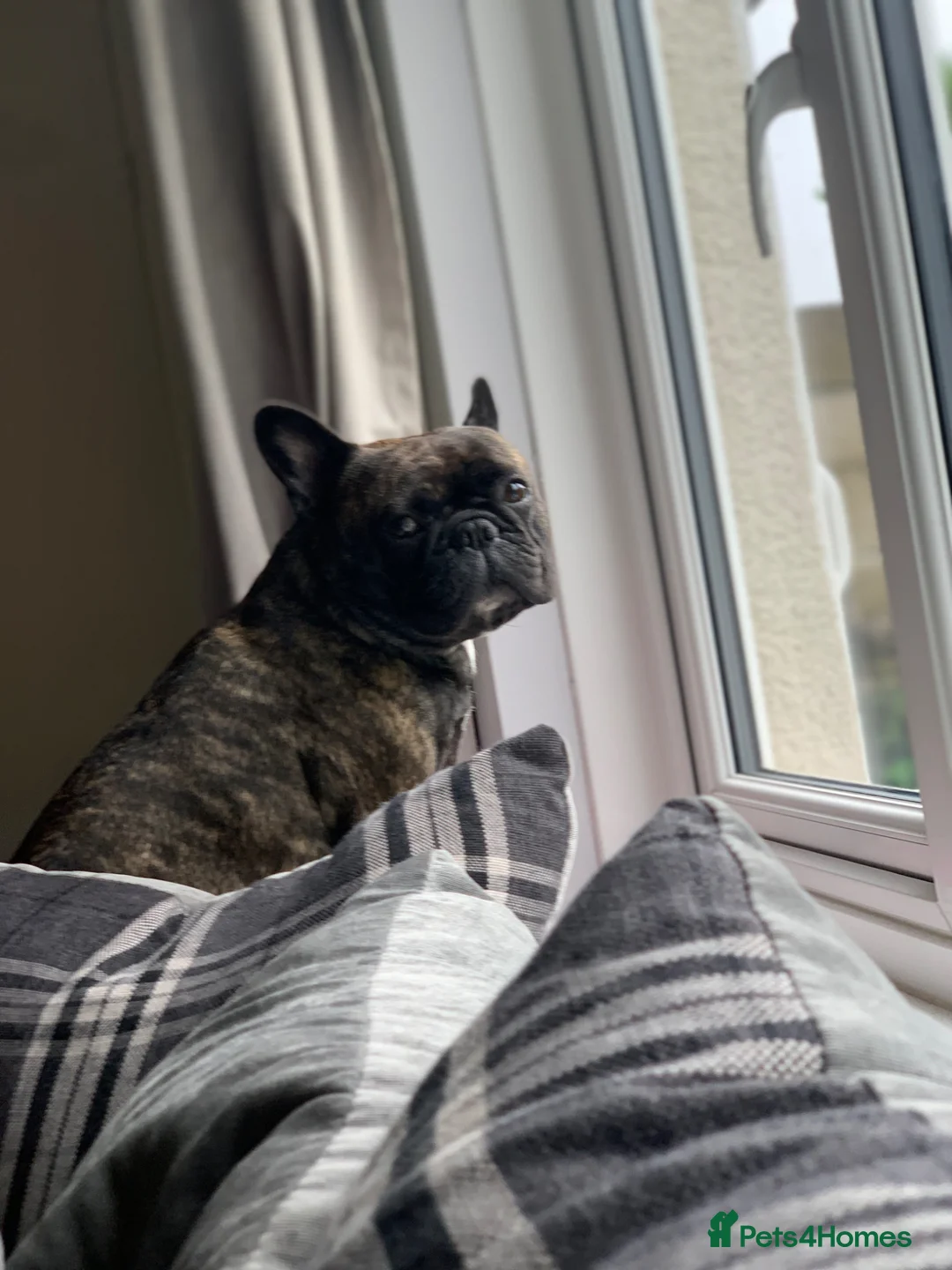 French Bulldog dogs for sale: French bulldog for sale - Advert 1