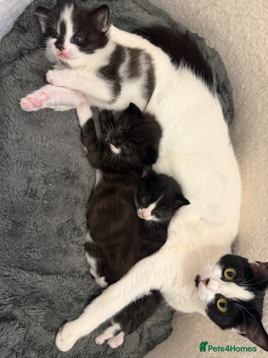 Mixed Breed cats for sale: Mother and girl kitten for sale in Swindon - Advert 2