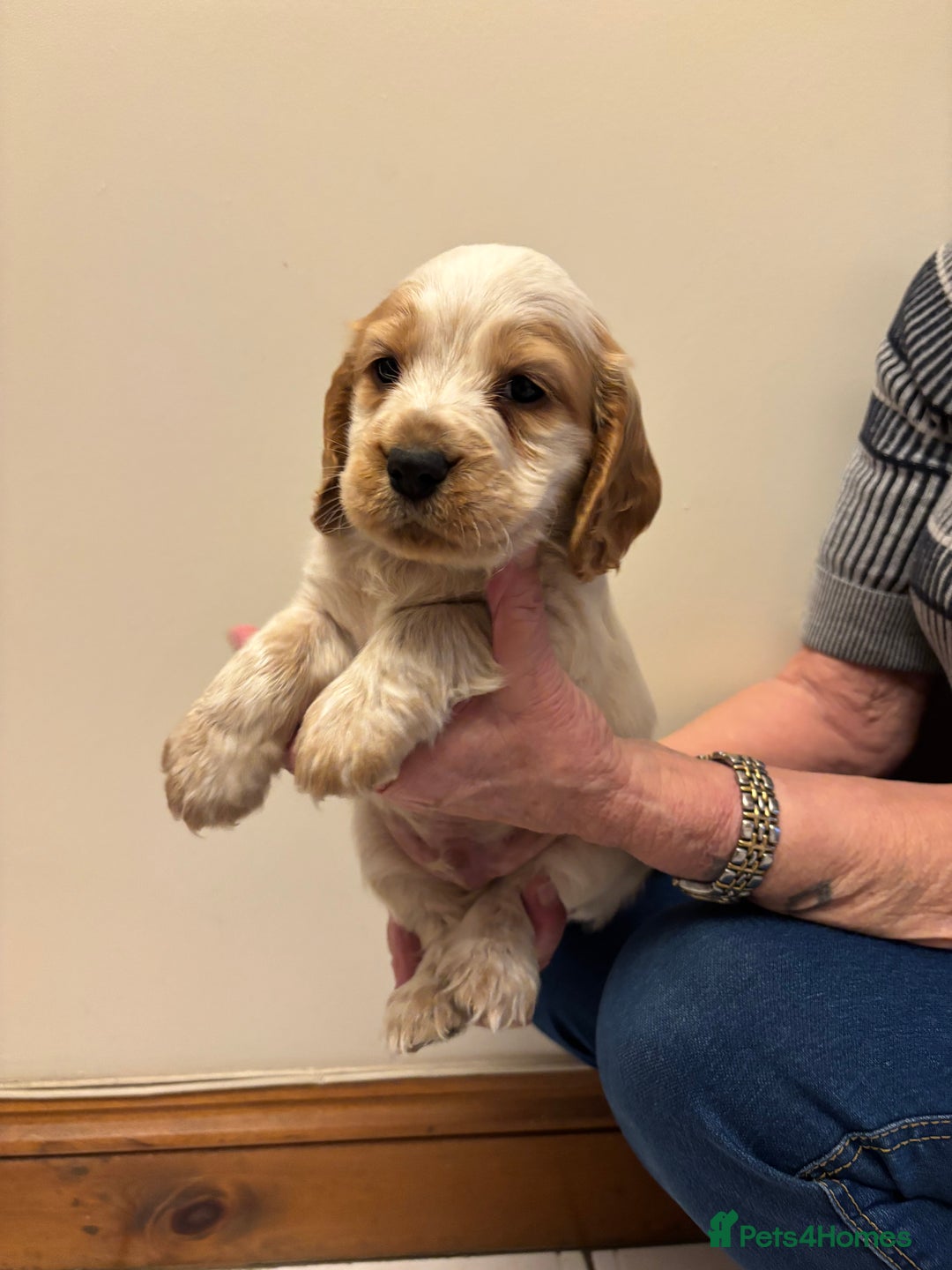 Cocker Spaniel dogs for sale: KC reg cocker spaniels  - Advert 25