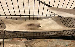 Ragdoll cats for sale: Pure ragdoll kittens  - Advert 3