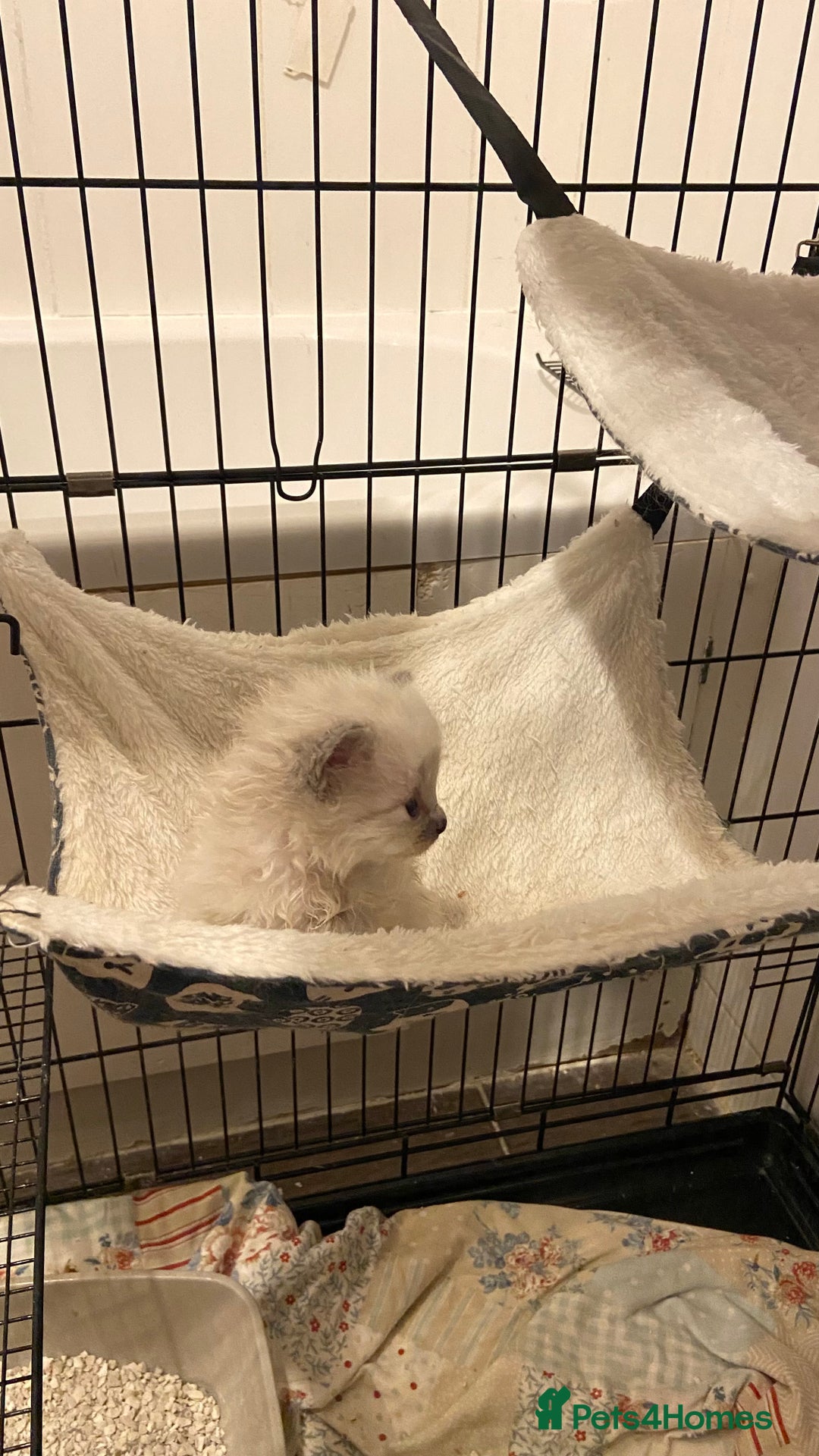 Ragdoll cats for sale: Pure ragdoll kittens  - Advert 3