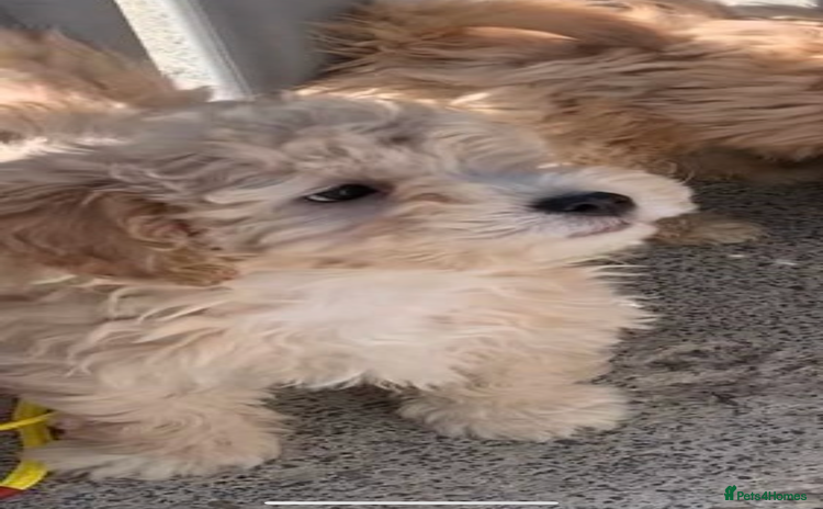 Cockapoo dogs - Advert 5