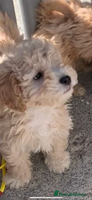 Cockapoo dogs - Advert 6