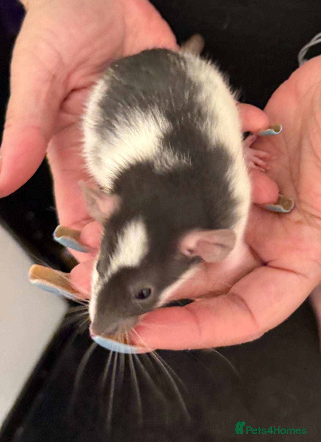 Rat rodents for sale: Beautiful Dumbo baby rats  - Image 3