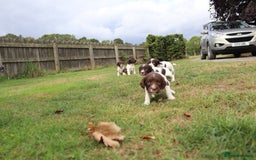 English Springer Spaniel dogs for sale: 2 Lovely Male Springer Spaniels - Image 21