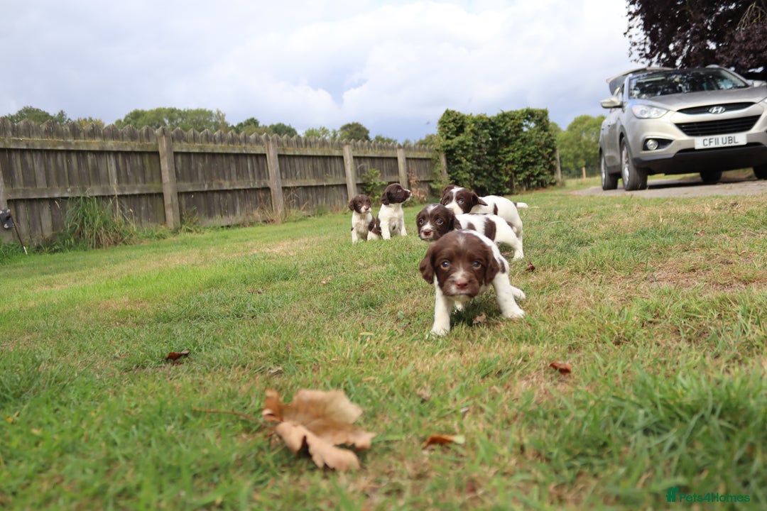 English Springer Spaniel dogs for sale: 2 Lovely Male Springer Spaniels - Image 21
