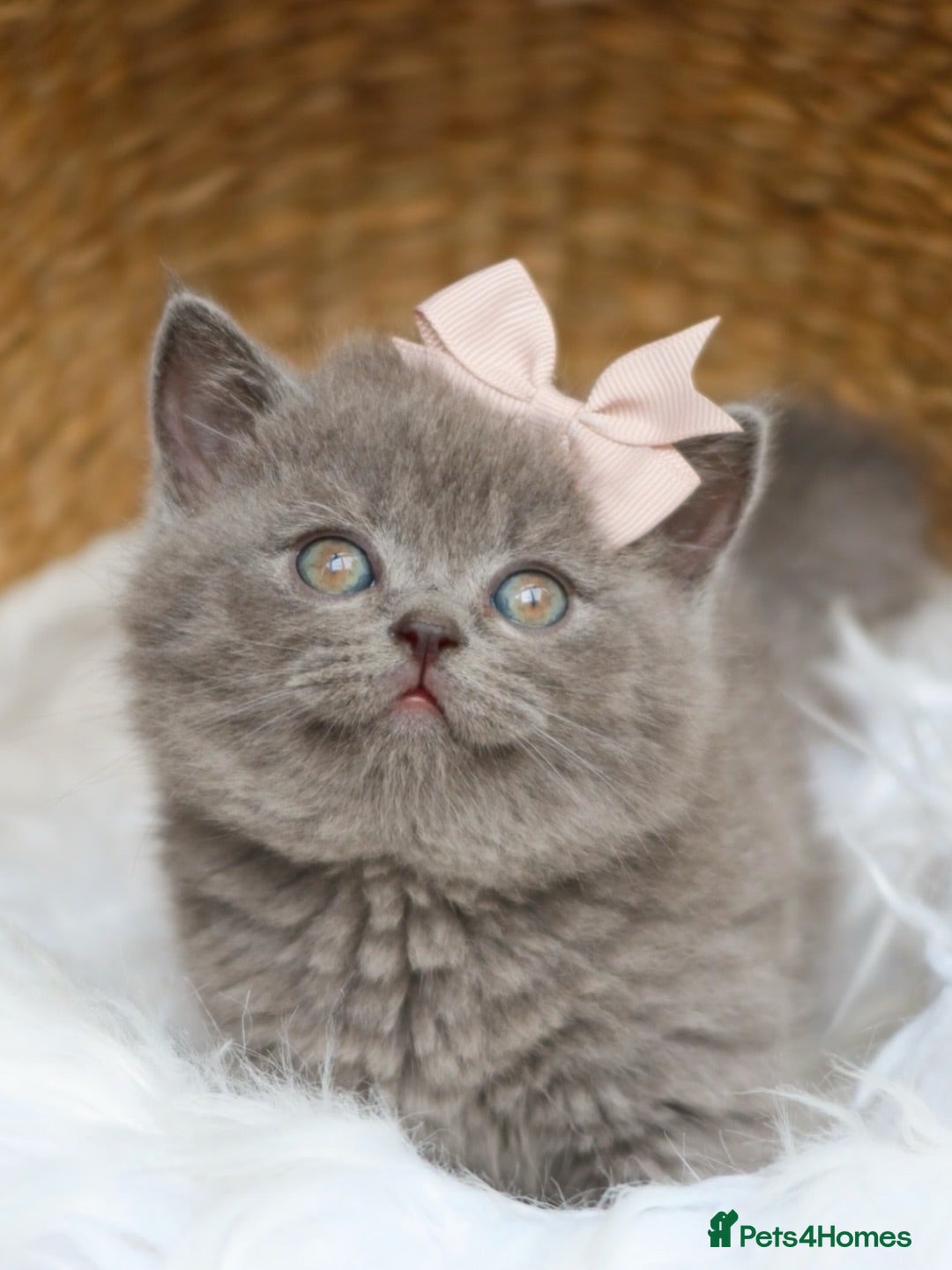 British Shorthair cats Stunning British Shorthair Blue Kittens - Licensed - Advert 1