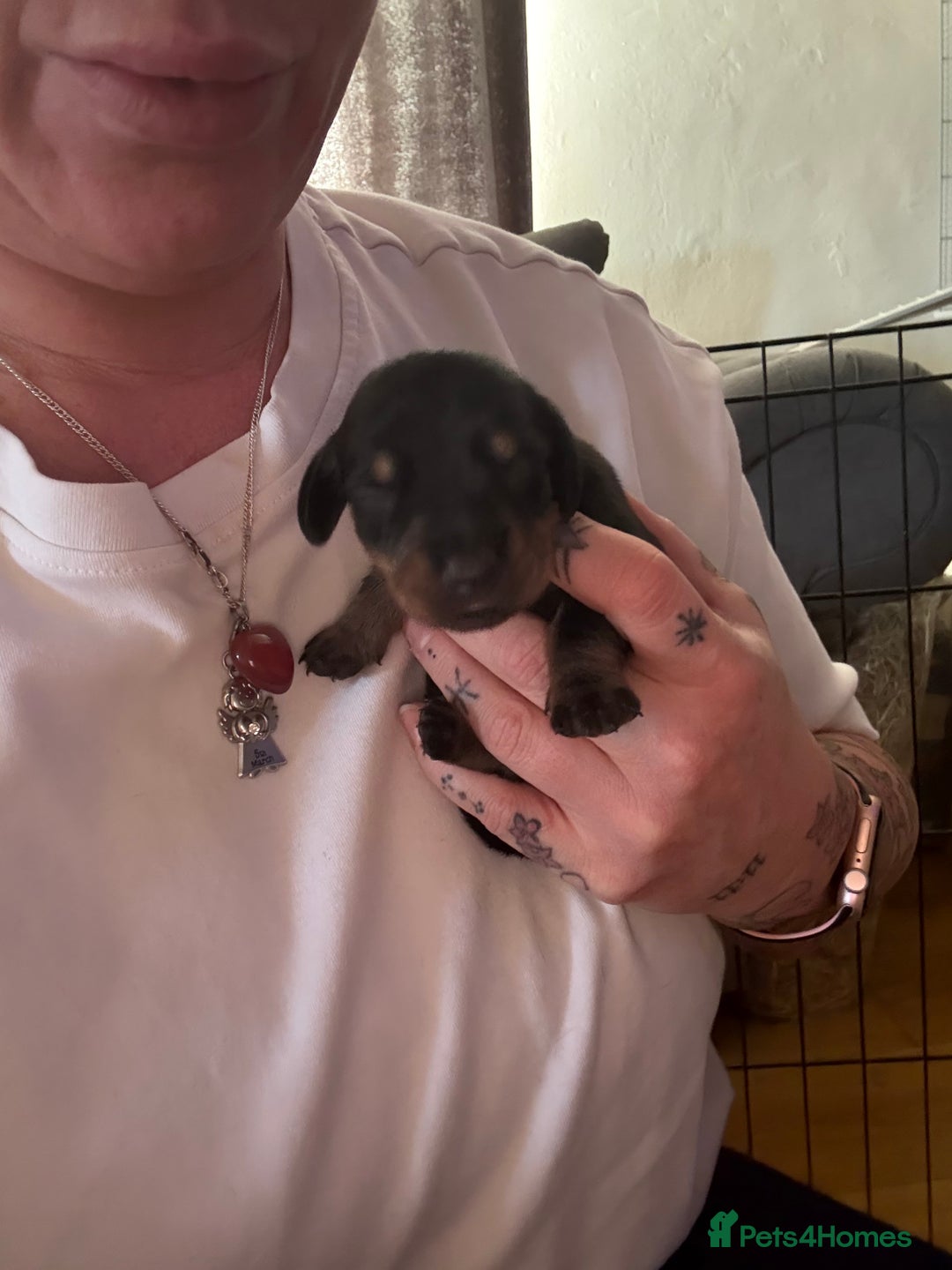 Miniature Dachshund dogs for sale: Black and brown miniature dachshund  - Image 5