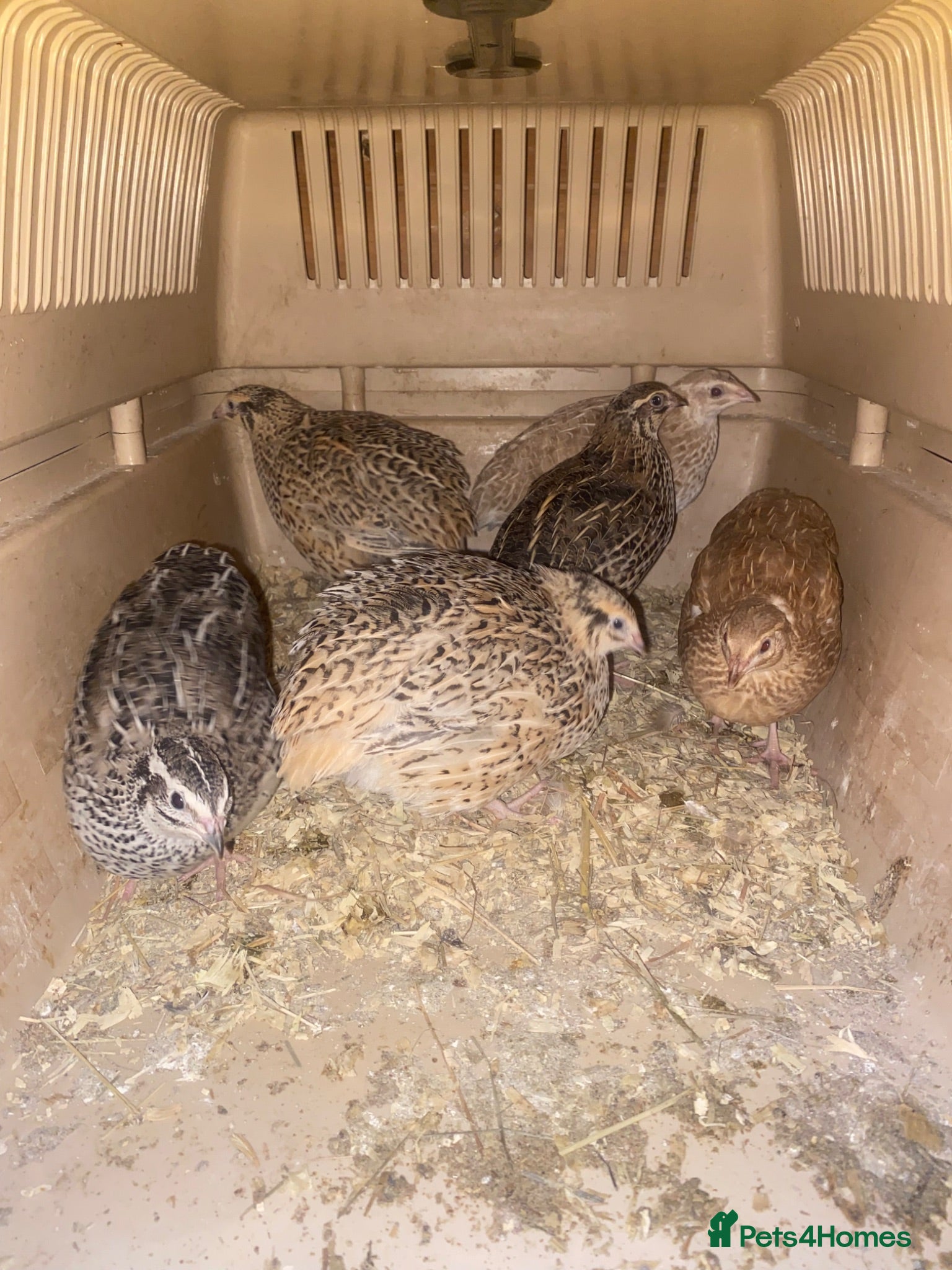 Mixed Breed poultry Chickens and quail for sale - Advert 2