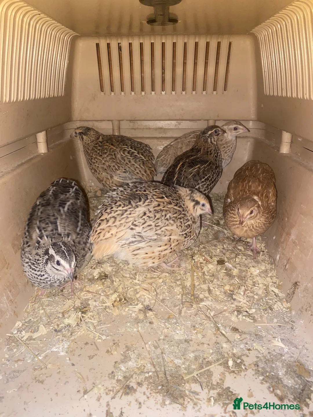 Mixed Breed poultry for sale: Chickens and quail for sale - Advert 2