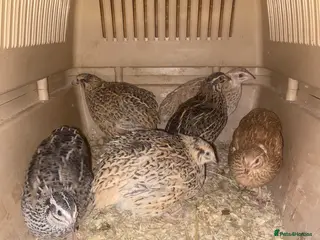 Mixed Breed poultry Quail for sale - Advert 7