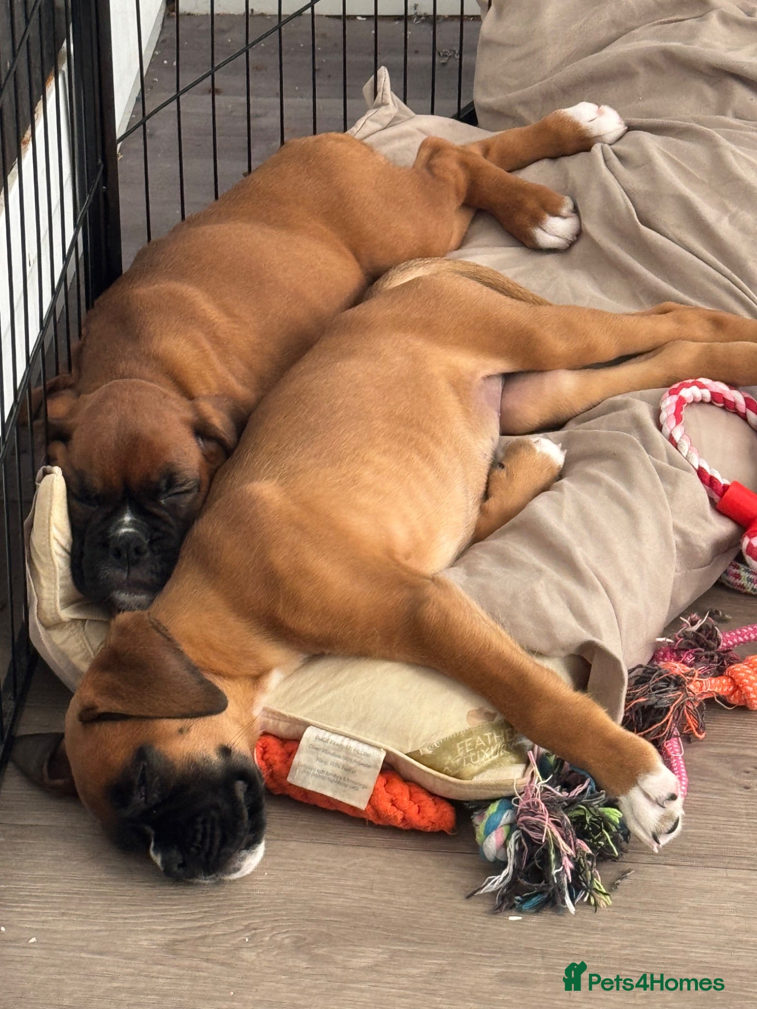 Boxer dogs charthaihen boxers - Advert 21