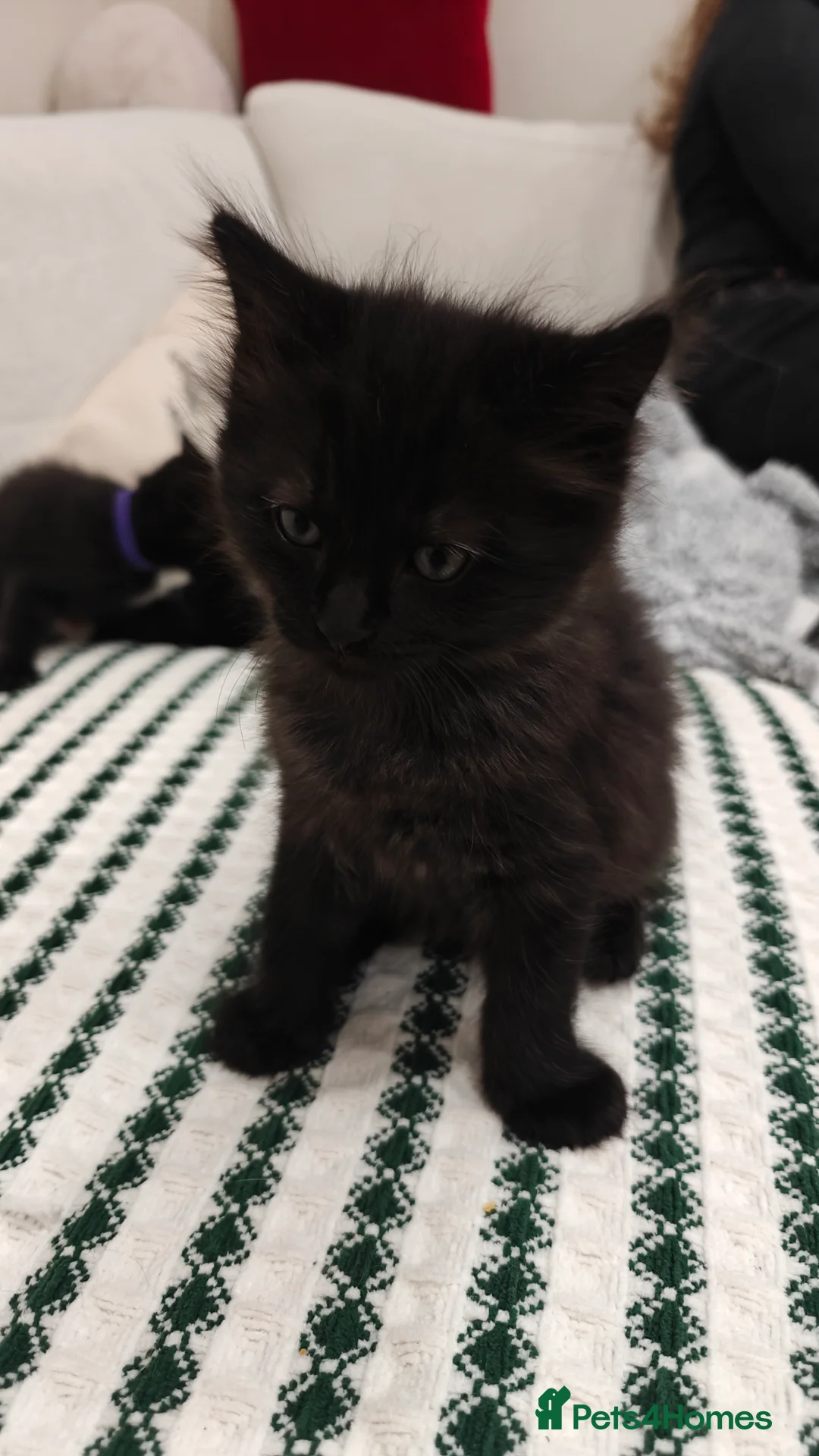 Ragdoll cats for sale: Ragdoll mix  - Advert 20