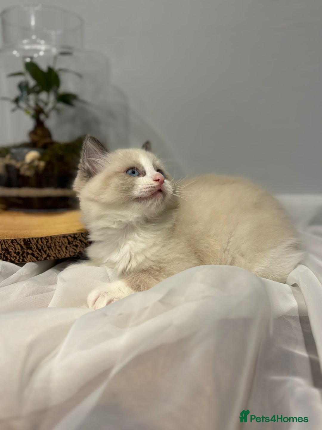 Ragdoll cats for sale: Purebred ragdoll kittens.1 girl & 3 boys-ready now - Advert 14