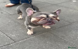 French Bulldog dogs for sale: Frenchie Bruce - Image 1