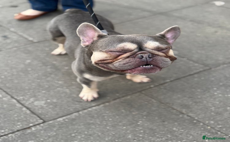 French Bulldog dogs for sale - Advert 2