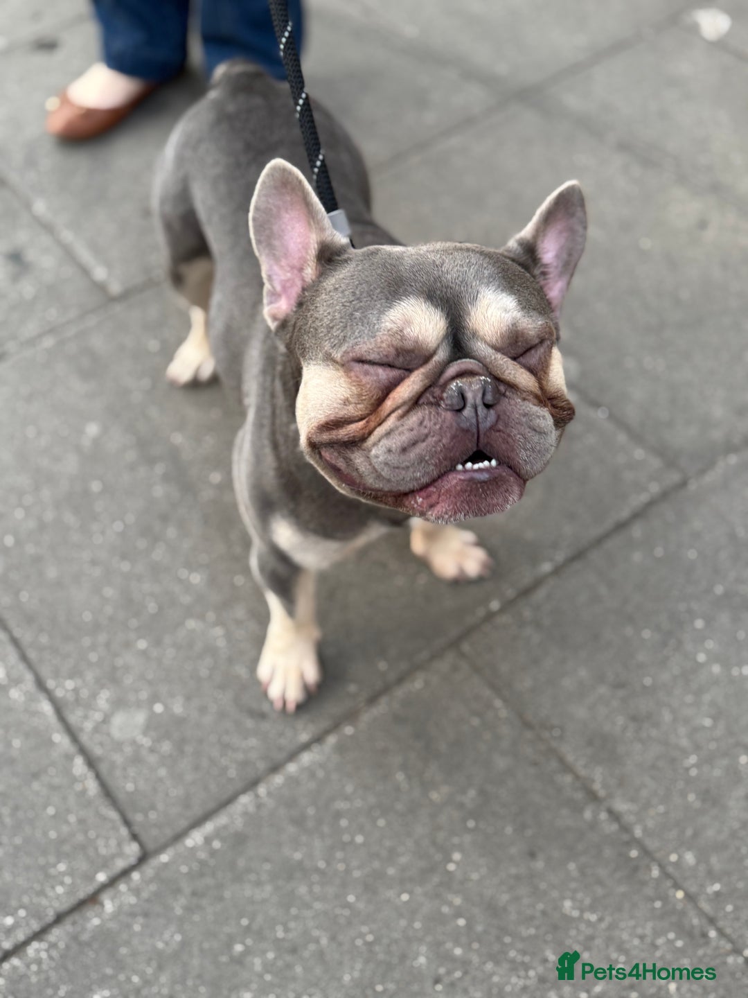 French Bulldog dogs for sale: Frenchie Bruce - Image 1
