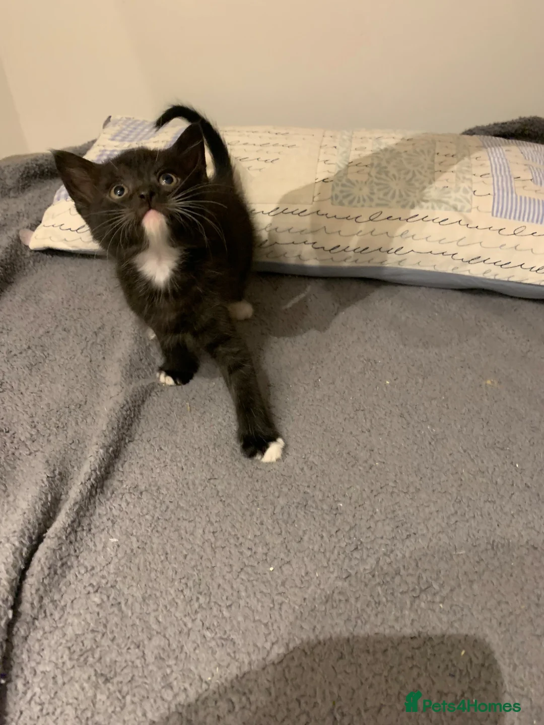 British Longhair cats for sale: Beautiful shirt and long hair kittens - Advert 10