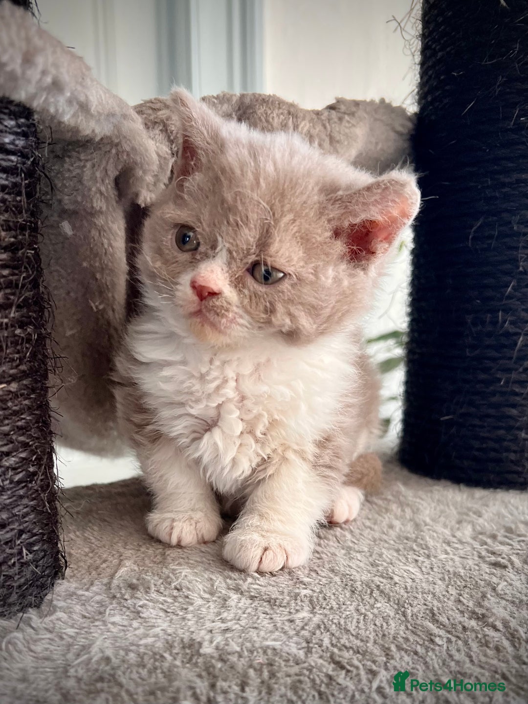 Selkirk Rex cats for sale: SELKIRK REX KITTENS  😻 - Advert 10