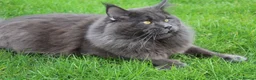 Maine Coon cats for stud: Maximus Majestic Maine Coon Stud  - Advert 8