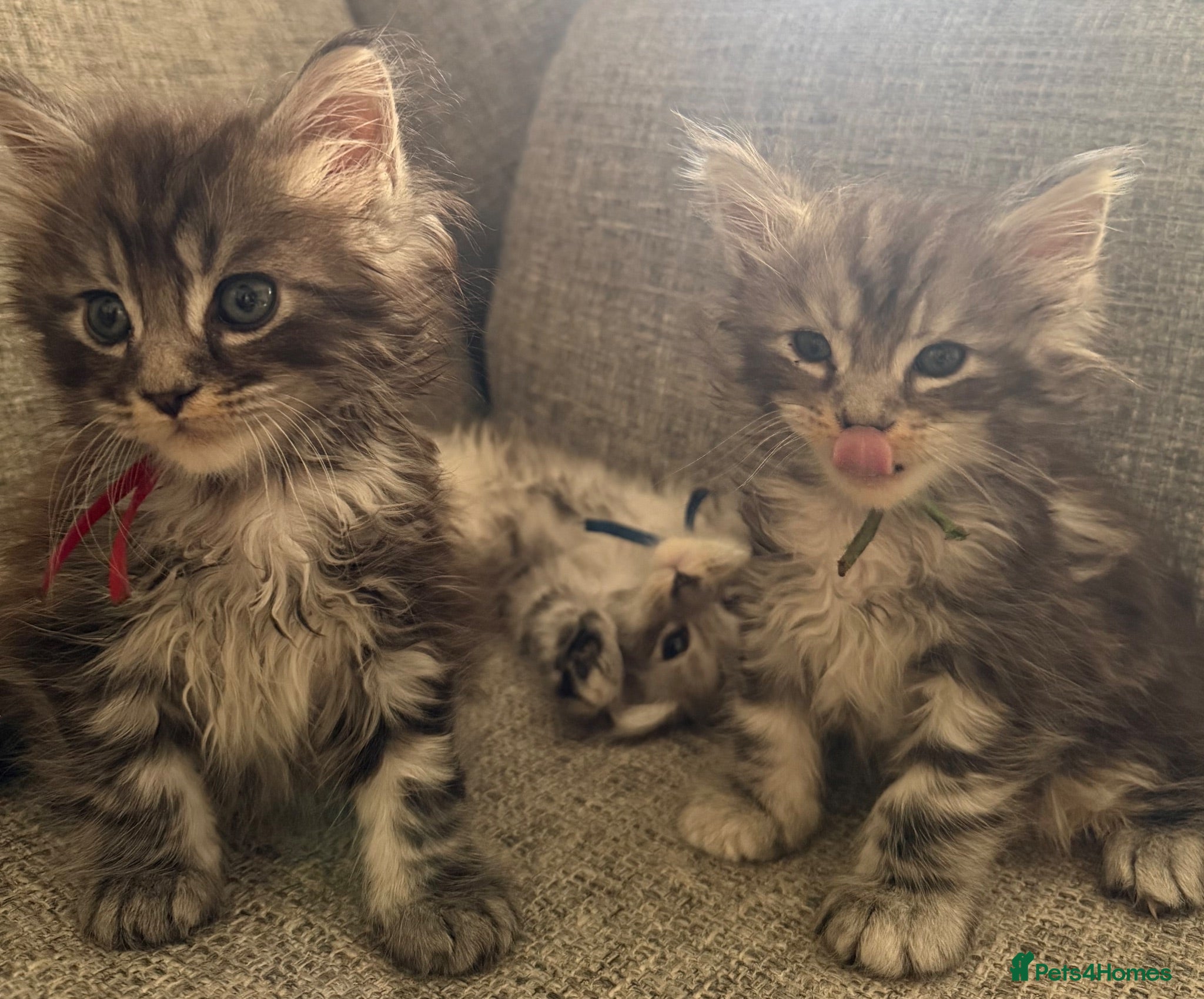 Maine Coon cats Silver mainecoon kittens - Advert 1