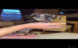Mixed Breed dogs for sale: Miniature Dachshund x small Jack russel - Image 6