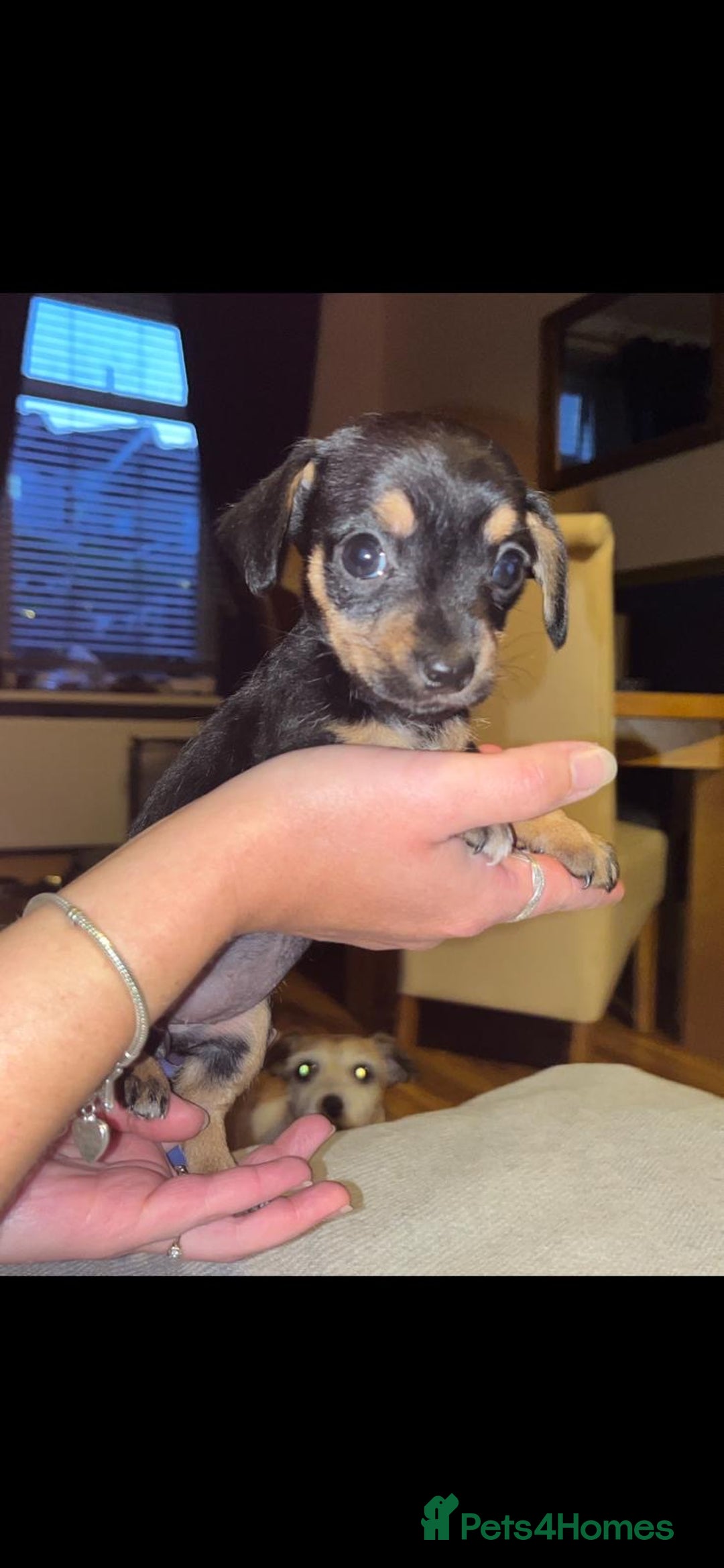 Mixed Breed dogs for sale: Miniature Dachshund x small Jack russel - Image 6