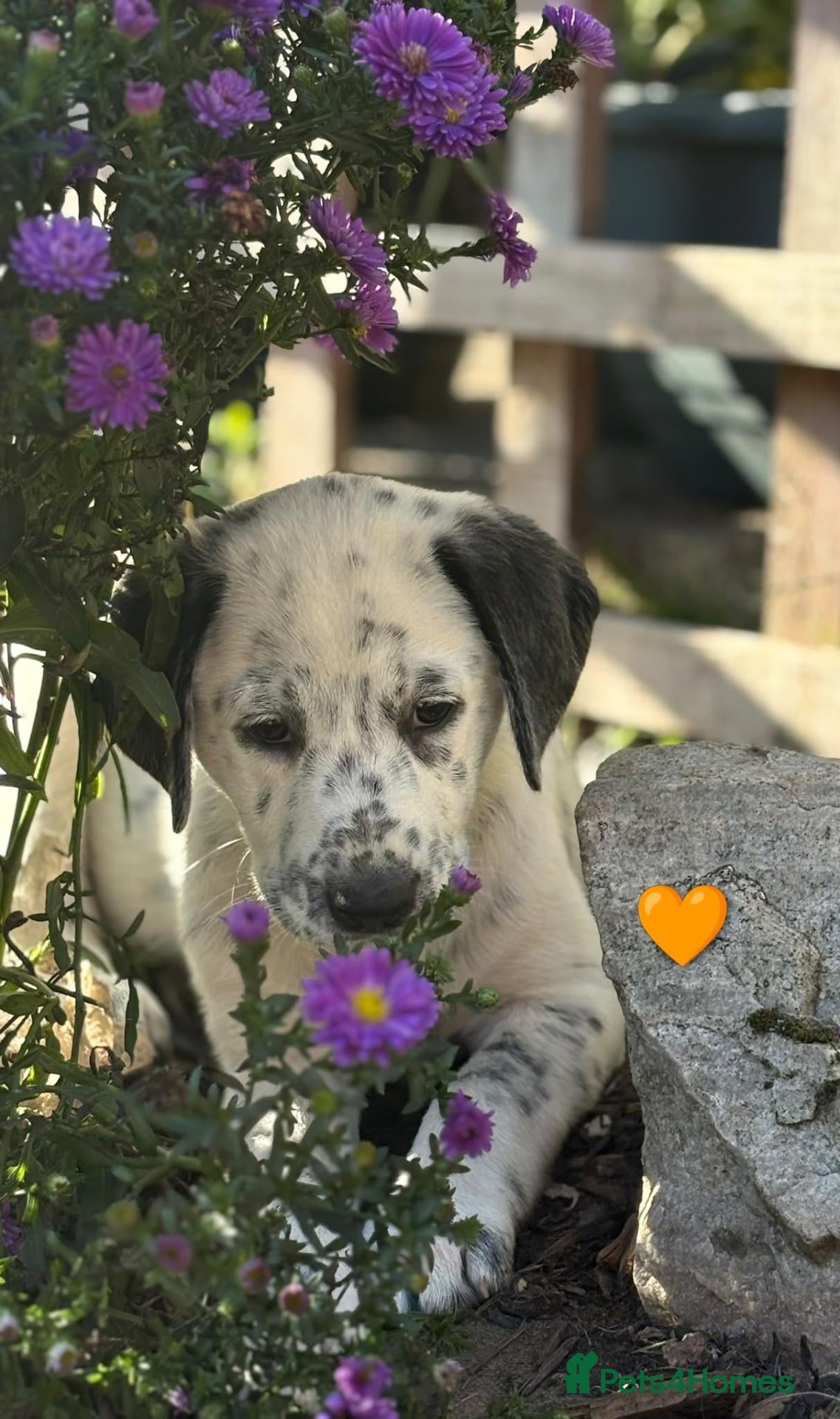 Mixed Breed dogs 8 beautiful pyrematian puppies  - Advert 2