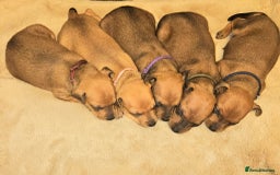Miniature Pinscher dogs for sale: Miniature Pinscher puppies! - Image 10