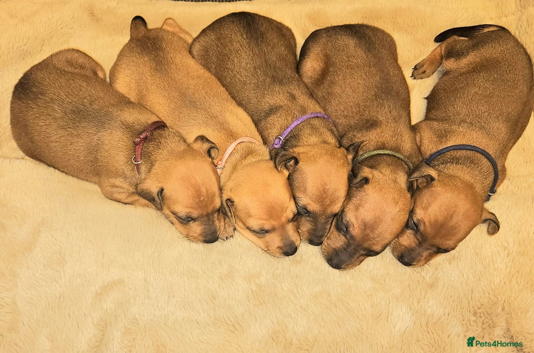Miniature Pinscher dogs for sale: Miniature Pinscher puppies! - Image 10