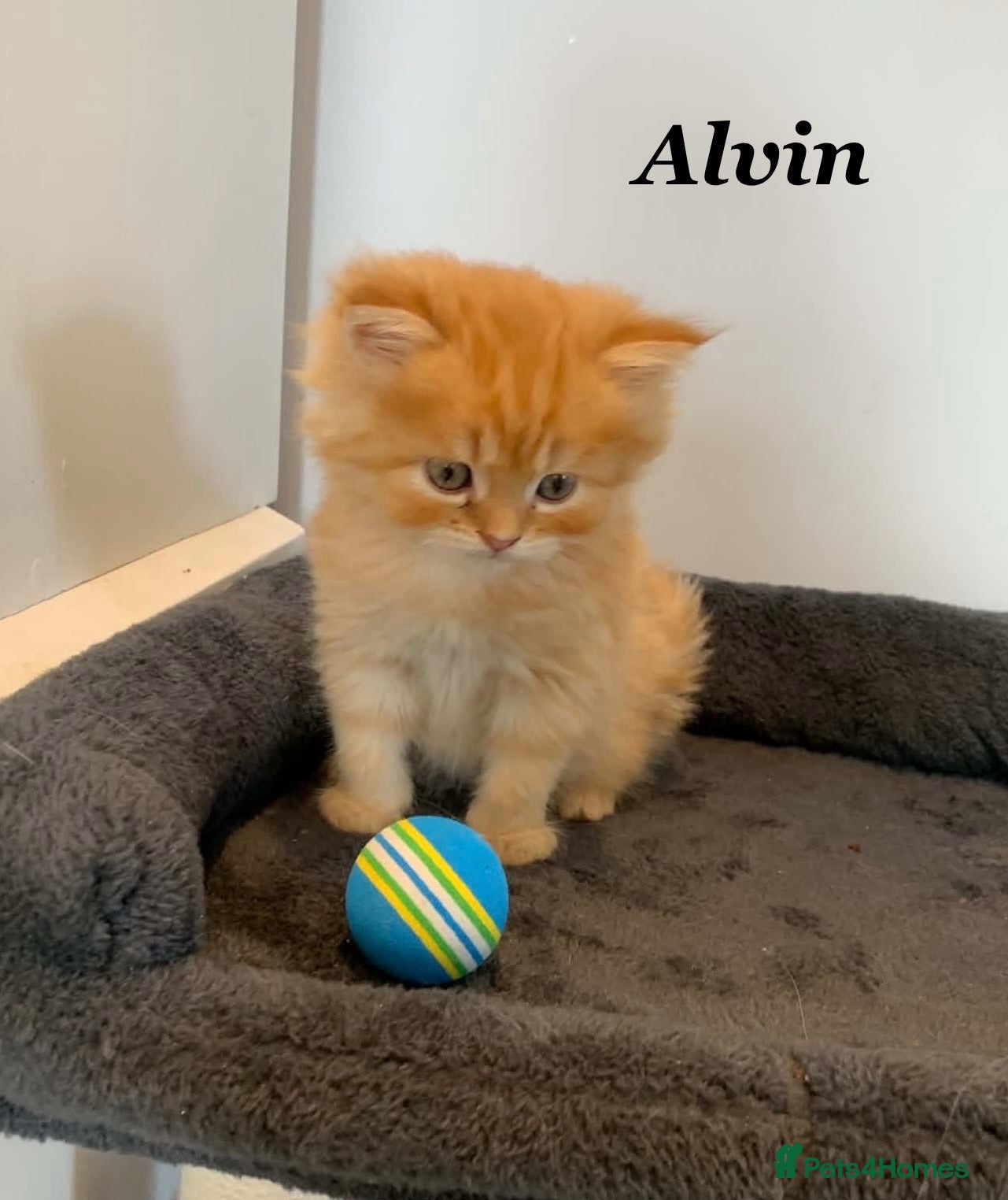 Persian cats Six absolutely stunning Persian Kittens - Advert 1