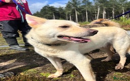 Mixed Breed dogs for adoption: Buddy - Norwich Norfolk  - Image 20