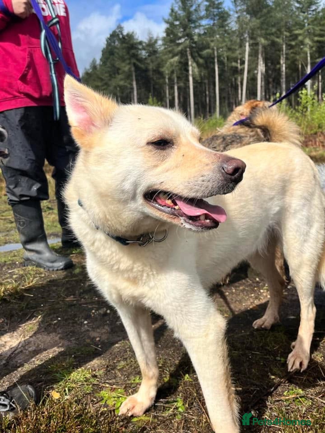 Mixed Breed dogs for adoption: Buddy - Norwich Norfolk  - Image 20