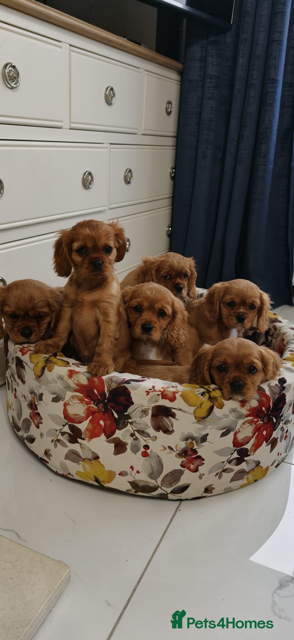 Cavalier King Charles Spaniel dogs Pups Cavalier King Charles Spaniel Ready for home! - Advert 13