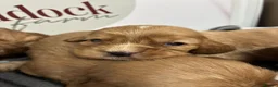 Cockalier dogs for sale: 🌟 Gorgeous Cockalier puppies 🌟 - Advert 5